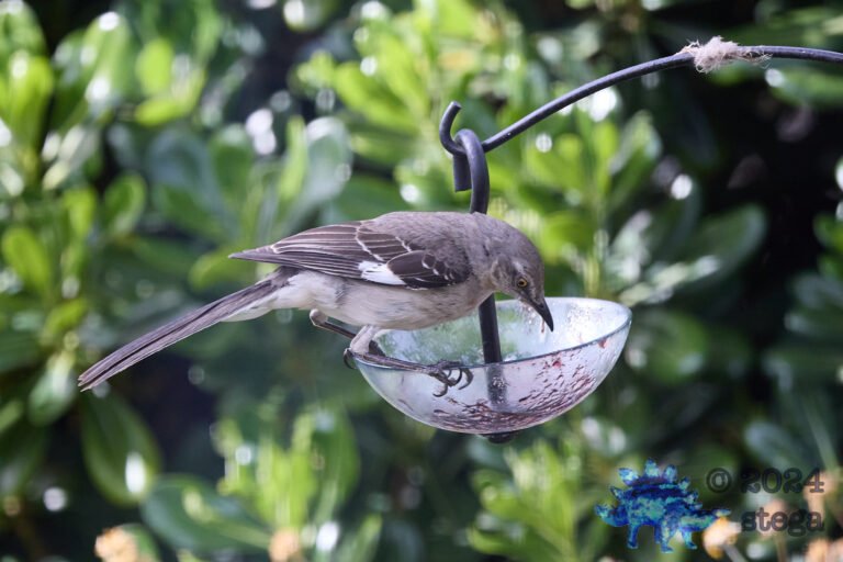 Northern Mockingbird