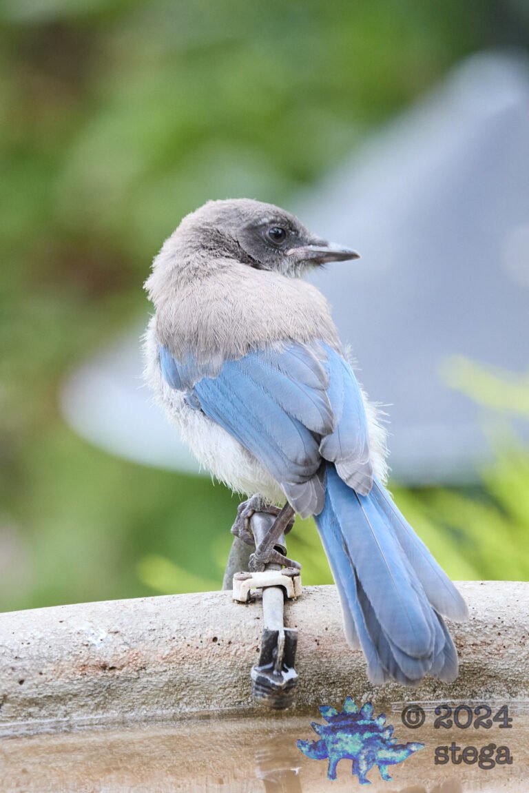 California Scrub Jay