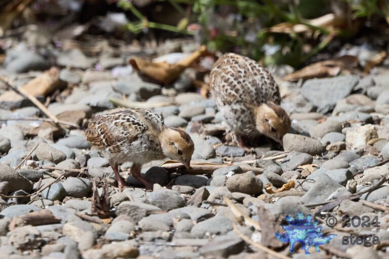 California Quail
