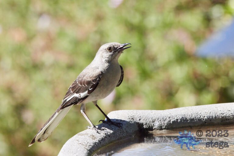 Northern Mockingbird