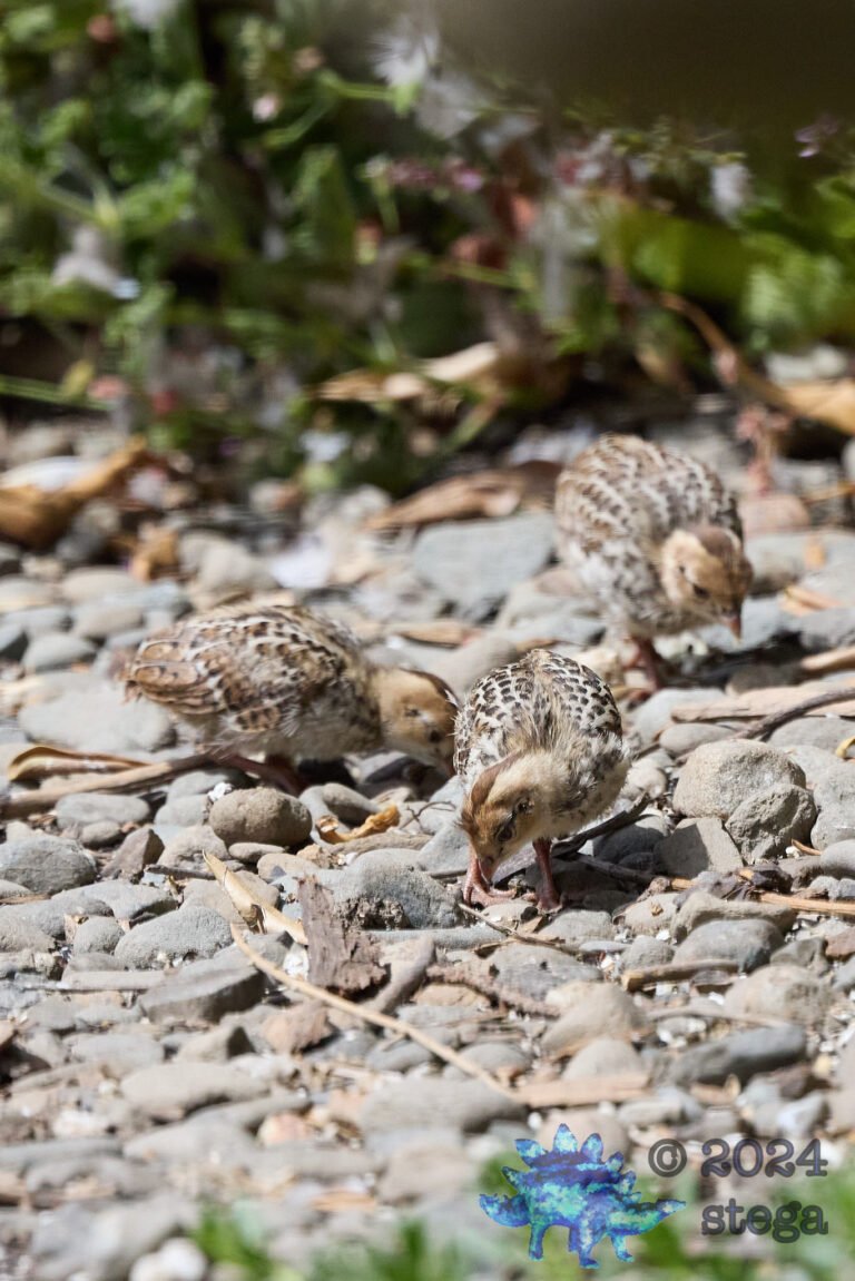 California Quail