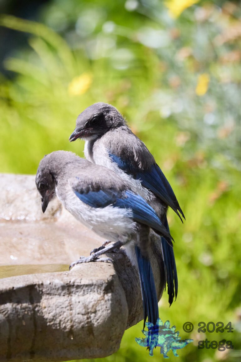 California Scrub Jay