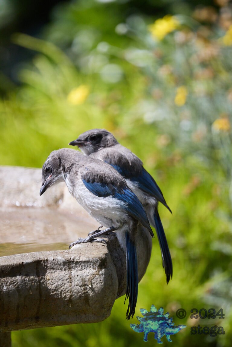 California Scrub Jay