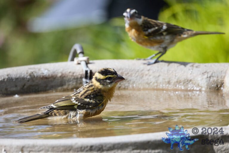 Black-headed Grosbeak