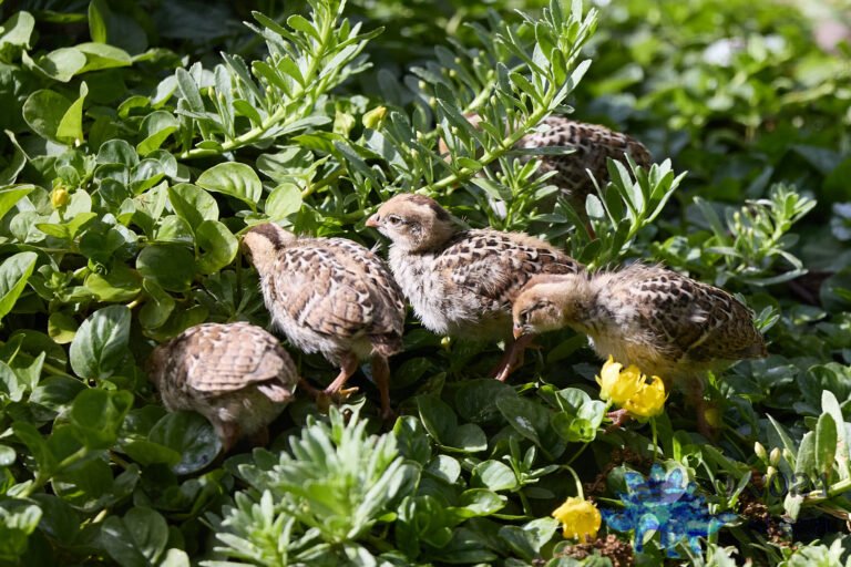 California Quail