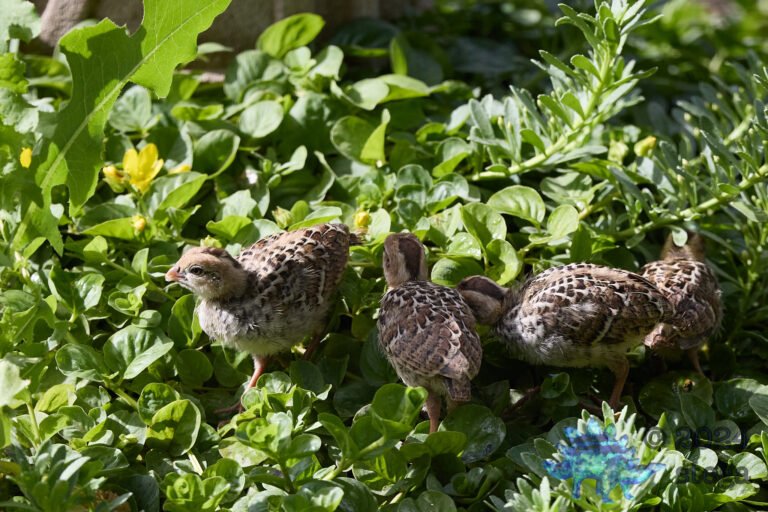 California Quail