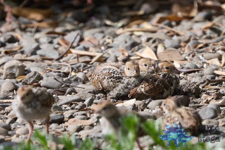 California Quail