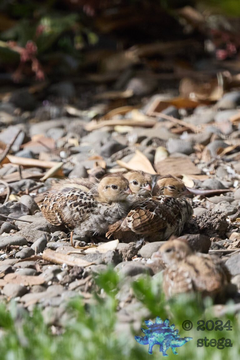 California Quail