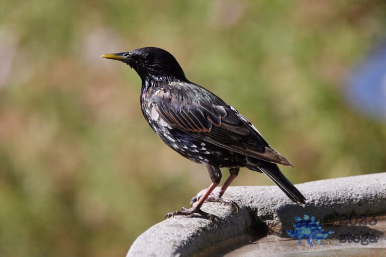 European Starling