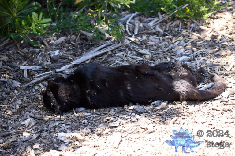 Feral