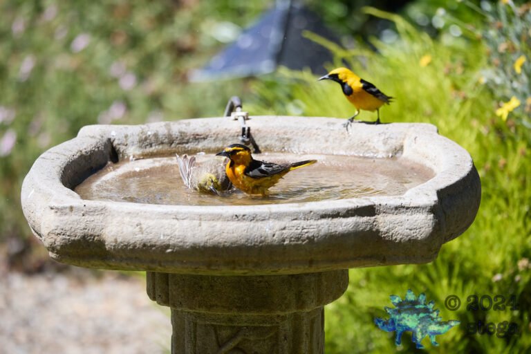 Bullock’s Oriole, Hooded Oriole