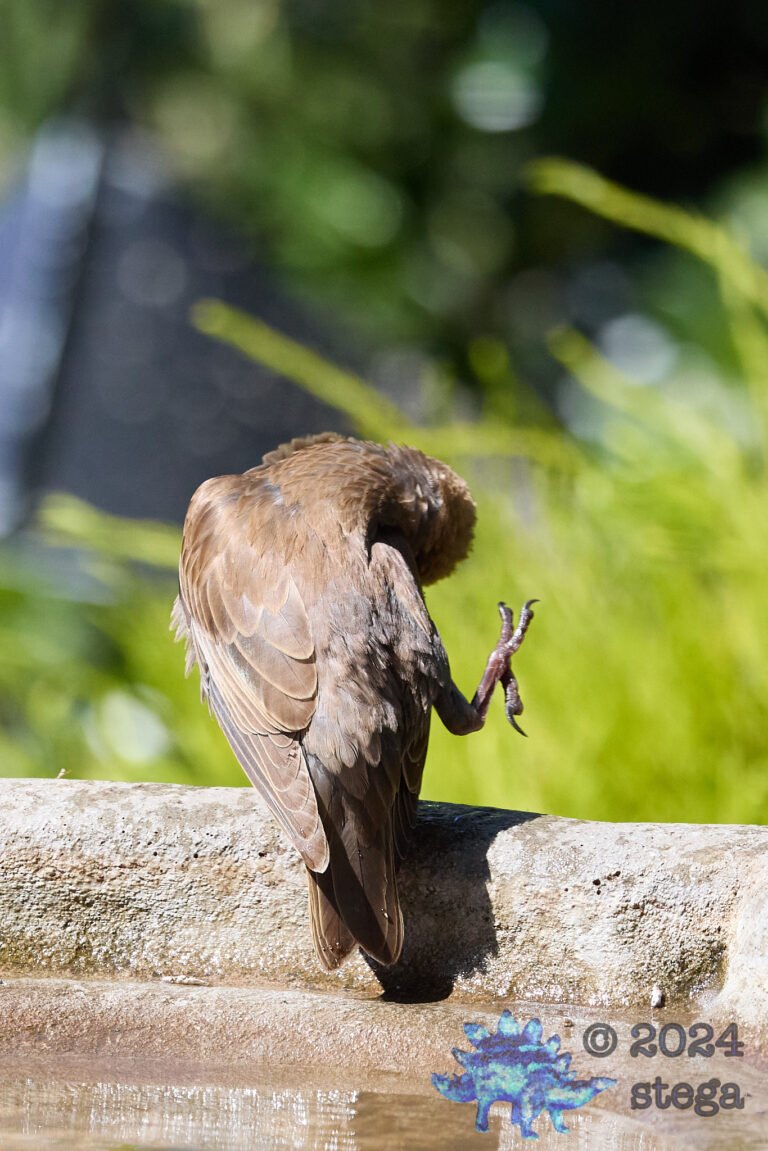 European Starling