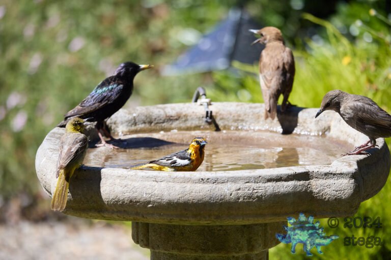 European Starling, Hooded Oriole