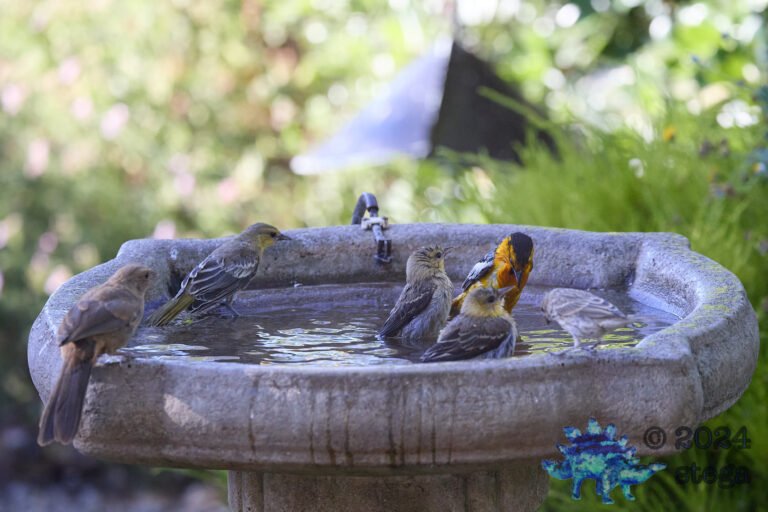 Pool Party