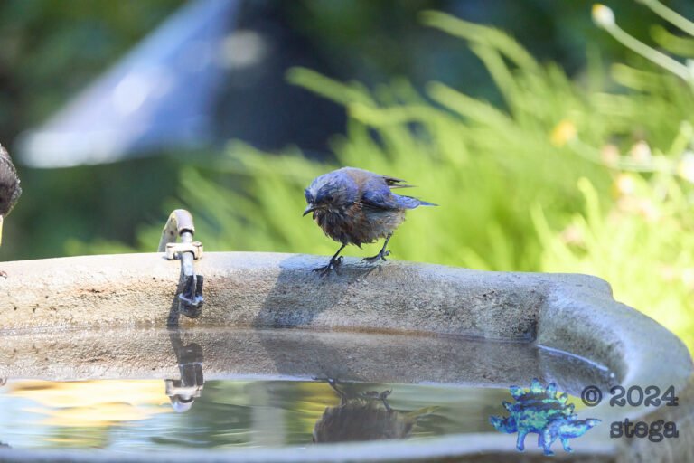 Western Bluebird