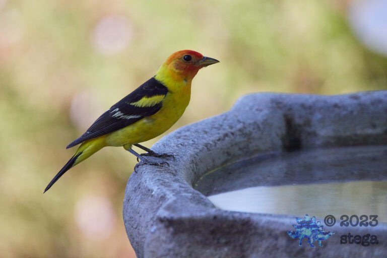 Western Tanager