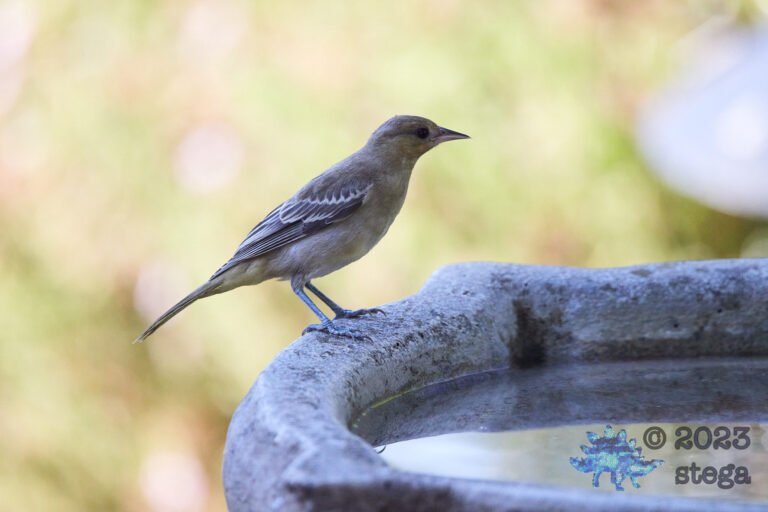 Bullock’s Oriole
