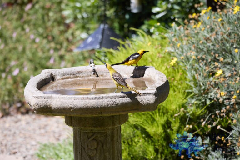 Hooded Oriole