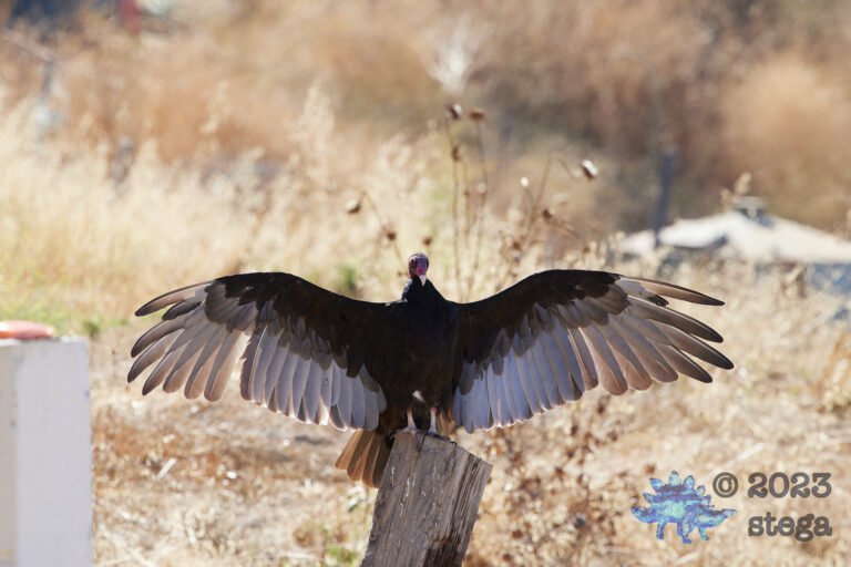 Turkey Vulture
