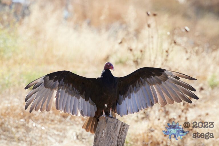 Turkey Vulture