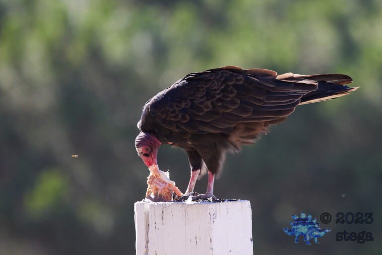 Turkey Vulture