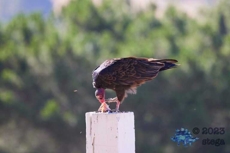Turkey Vulture