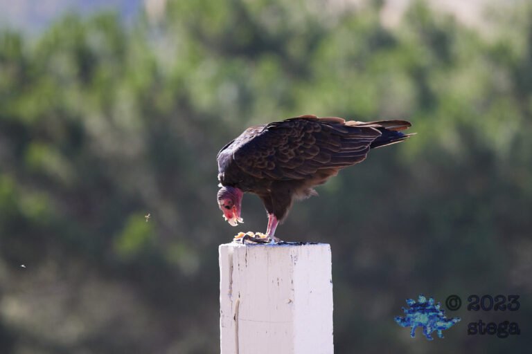 Turkey Vulture