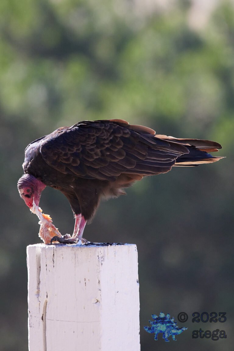 Turkey Vulture