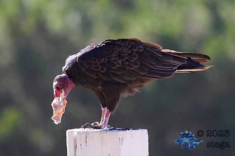 Turkey Vulture