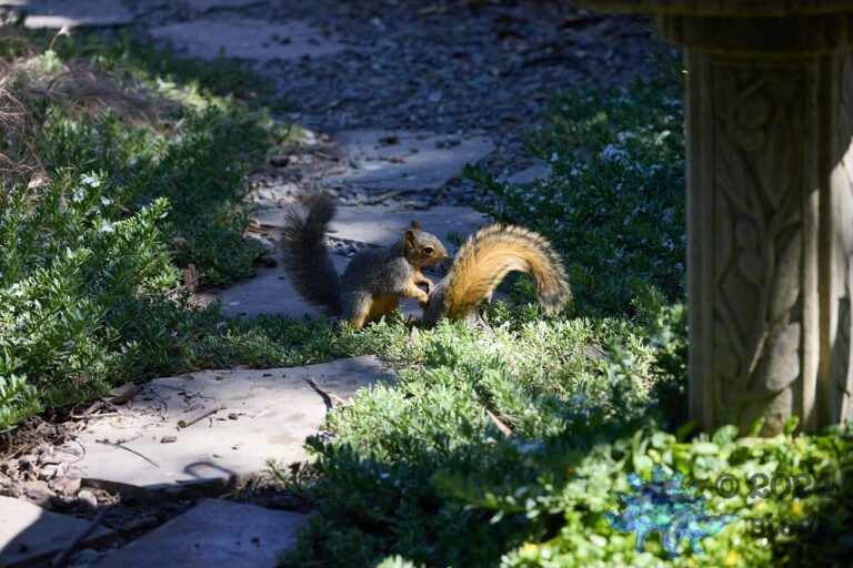 Fox Squirrel