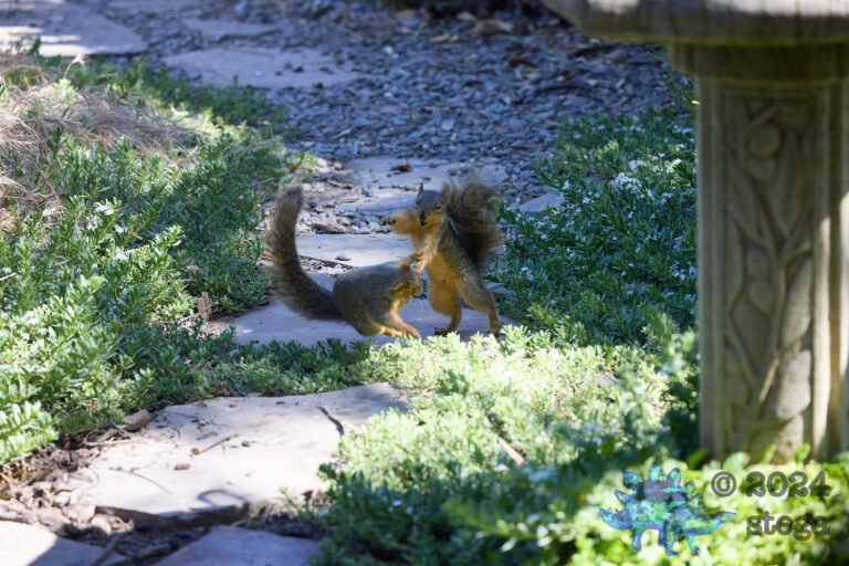 Fox Squirrel