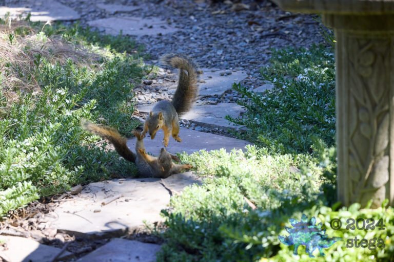 Fox Squirrels