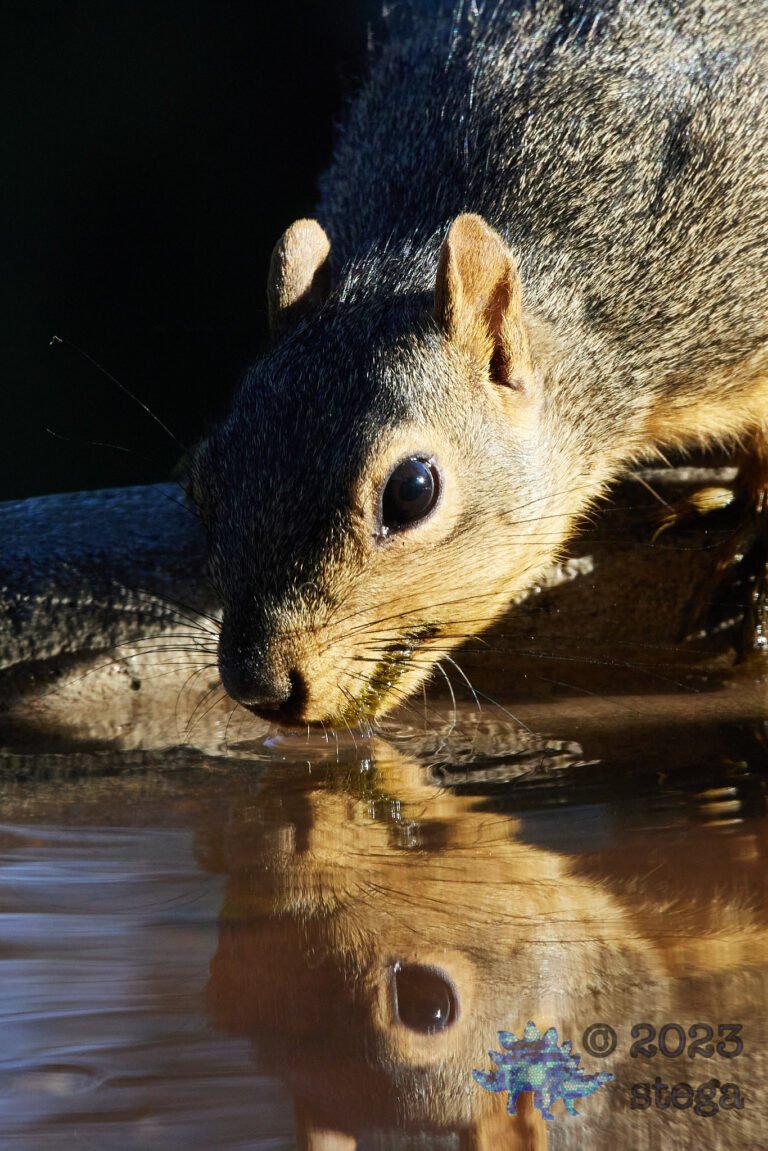Fox Squirrel