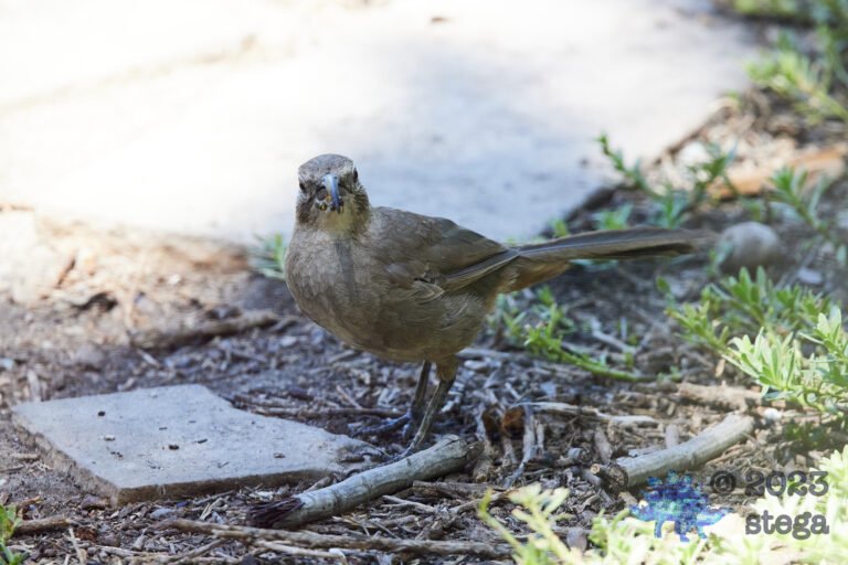 California Thrasher