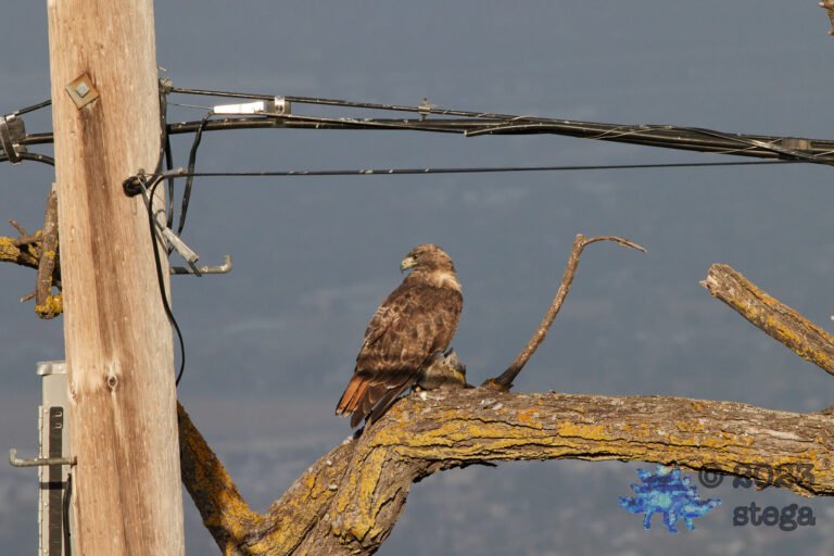 Red-Tailed Hawk