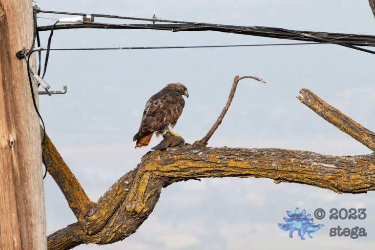 Red-Tailed Hawk