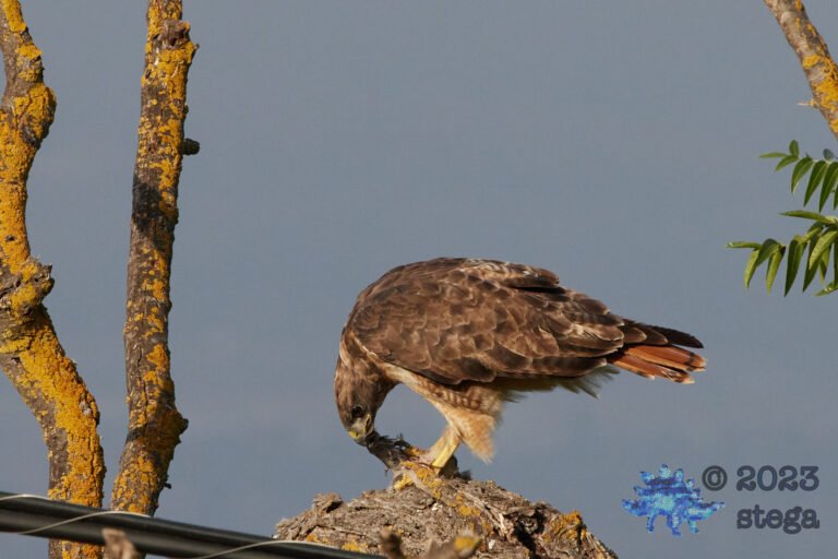 Red-Tailed Hawk