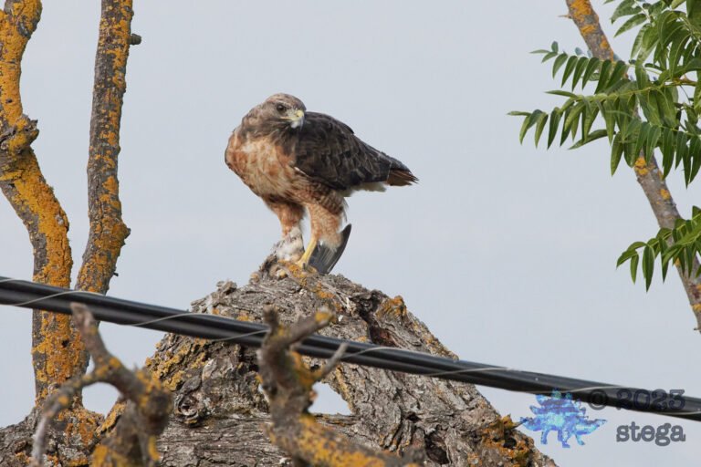 Red-Tailed Hawk