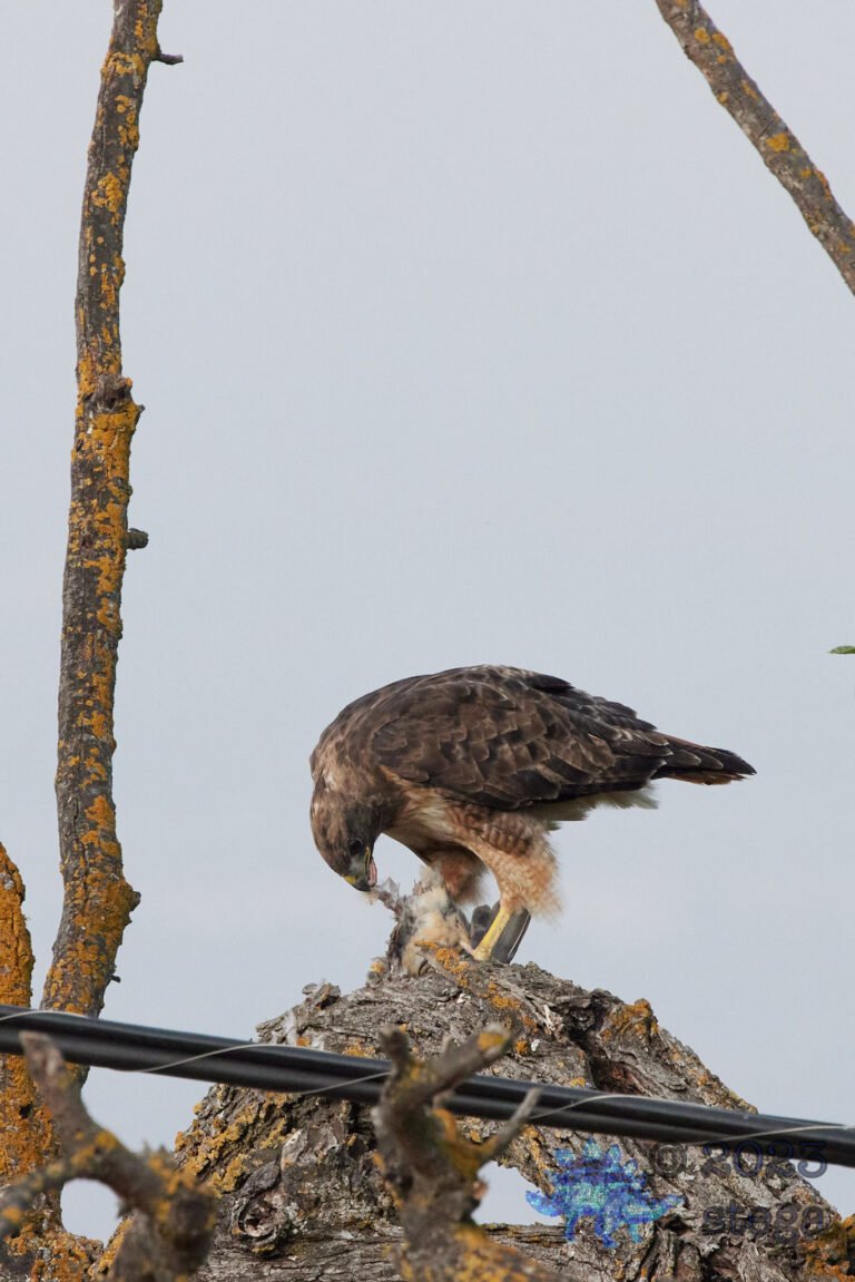 Red-Tailed Hawk