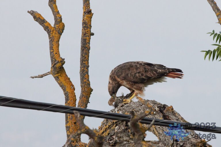 Red-Tailed Hawk