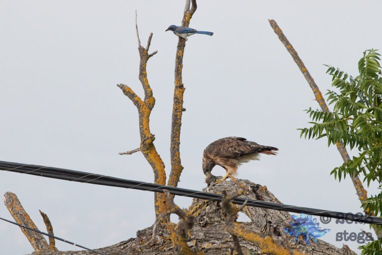 Red-Tailed Hawk