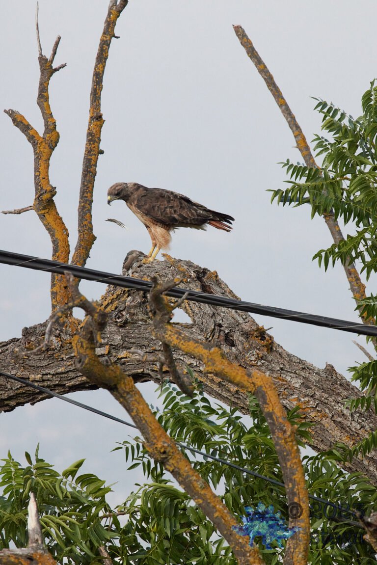 Red-Tailed Hawk