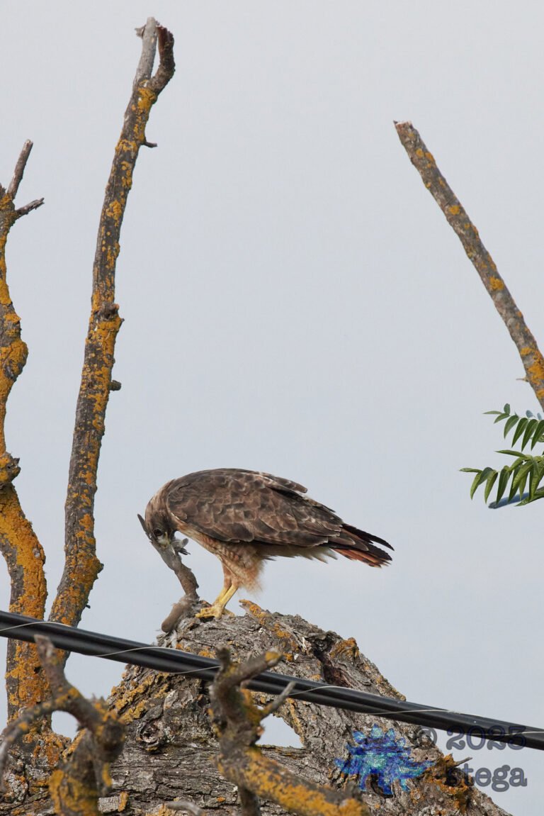 Red-Tailed Hawk