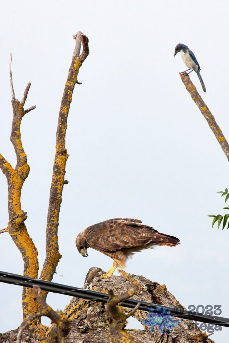 Red-Tailed Hawk