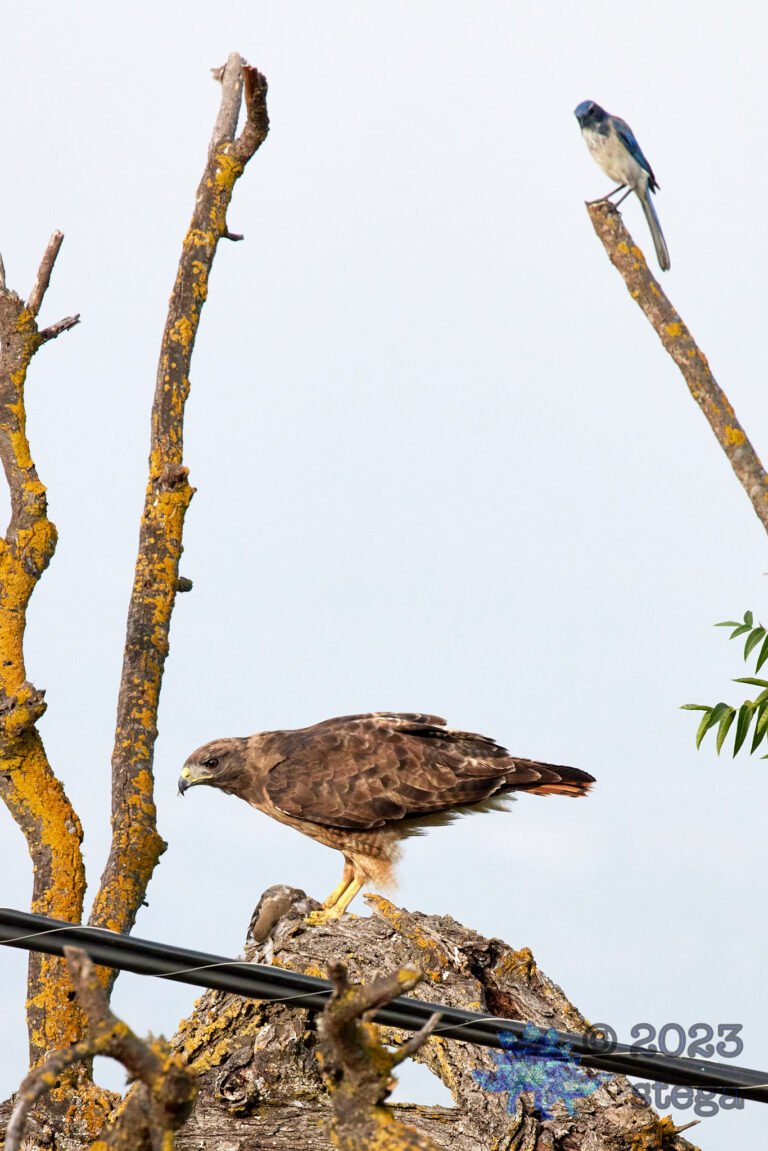 Red-Tailed Hawk