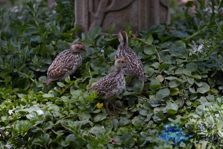 California Quail