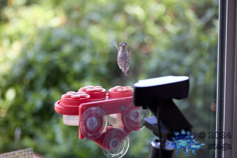 Anna’s Hummingbird