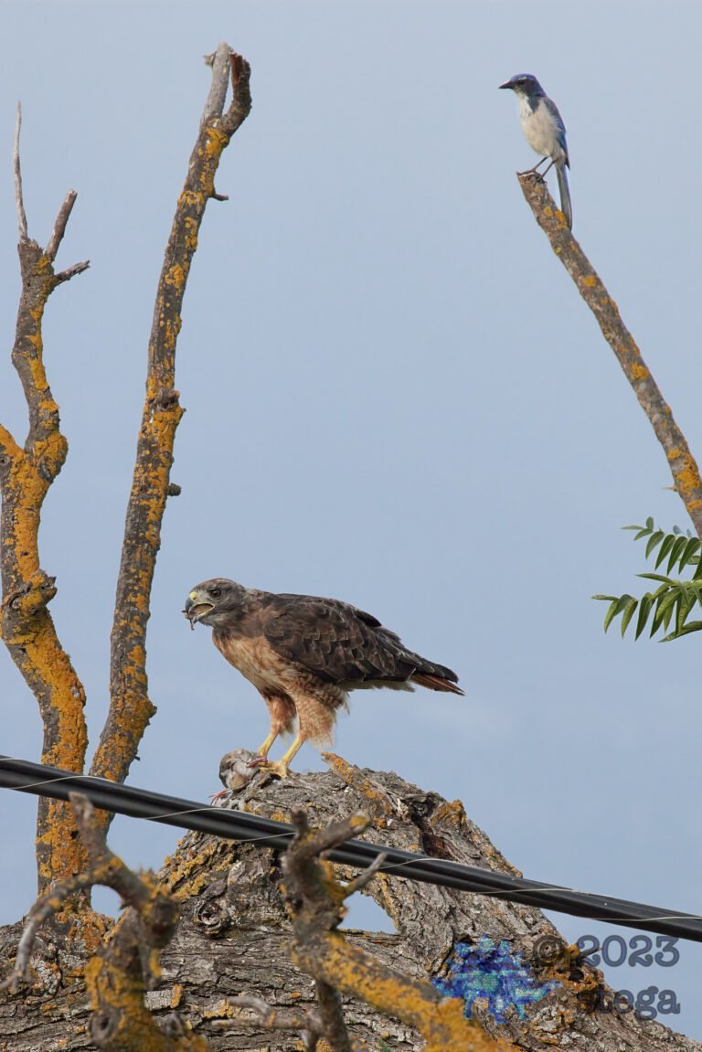 Red-Tailed Hawk