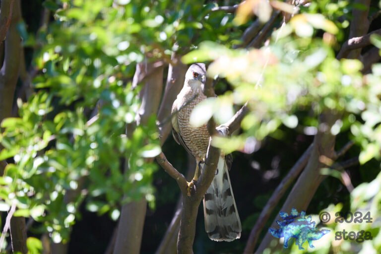 Cooper’s Hawk