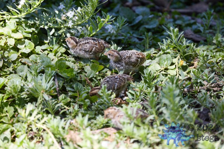 California Quail